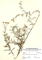 藏品(珠蓍)的圖片